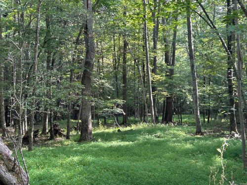 00 Bonner Mountain Road, Davis, WV, 26260 | Card Image