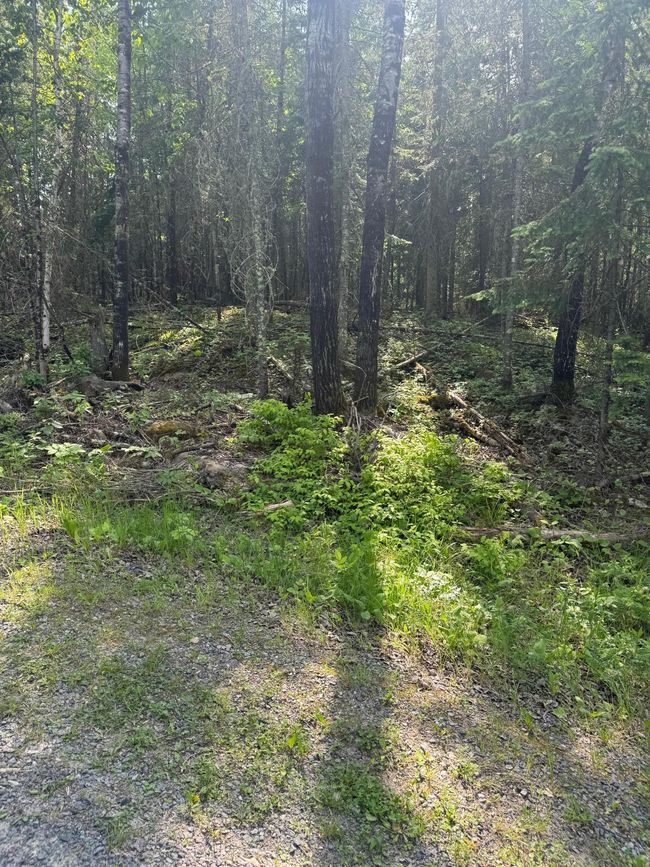 Forest Image | Image 12