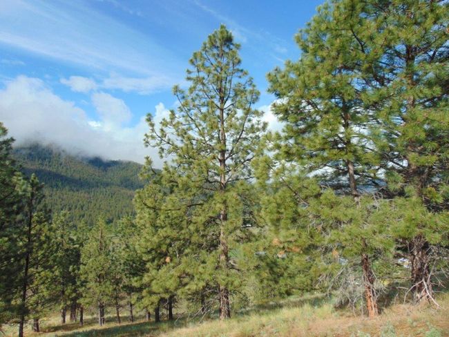 27235 Lazy Springs Rd, Home with 0 bedrooms, 0 bathrooms and null parking in Clinton MT | Image 35