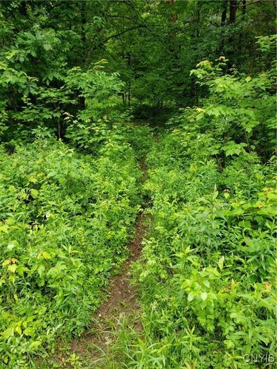 Deer runway | Image 2