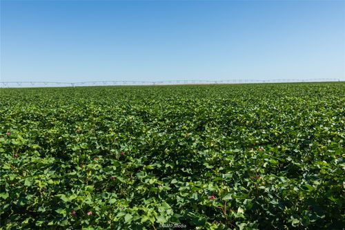 TBD County Road 1691, O Brien, TX, 79539 | Card Image