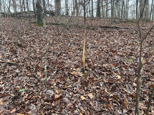 000 County Road 6388, Newburg, MO, 65550 | Card Image