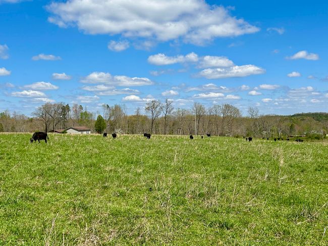 428 Dick Wilson Rd, Home with 0 bedrooms, 0 bathrooms and null parking in Strunk KY | Image 19