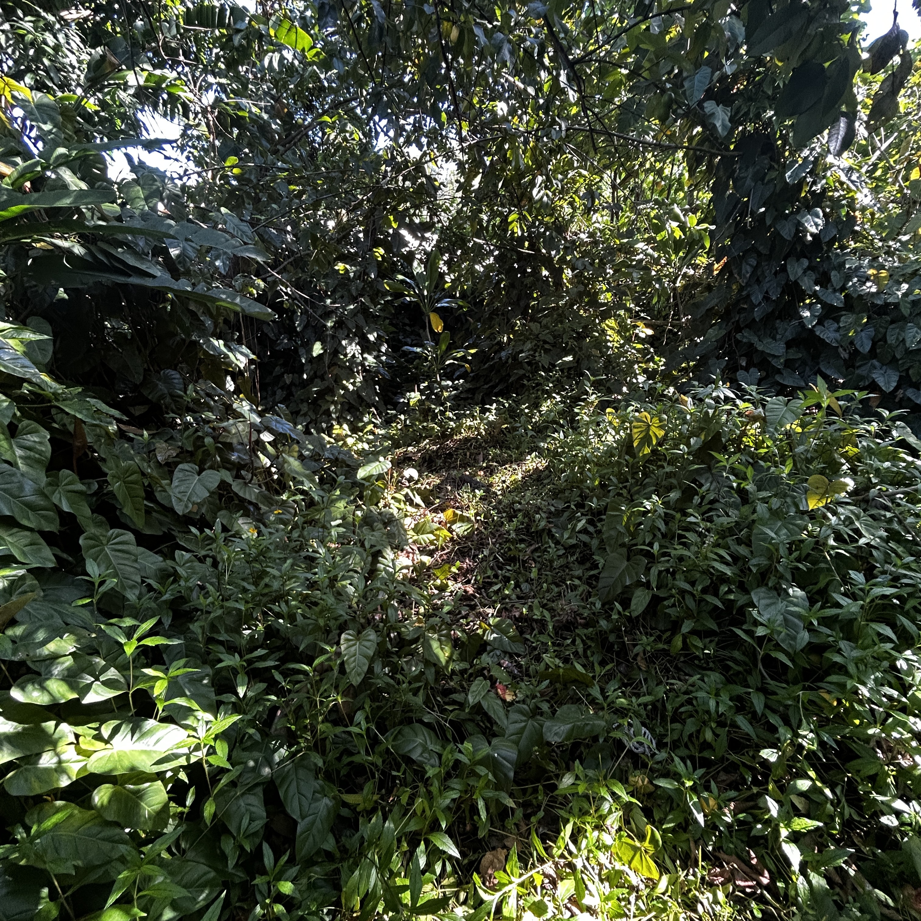 Land in Pahoa 4