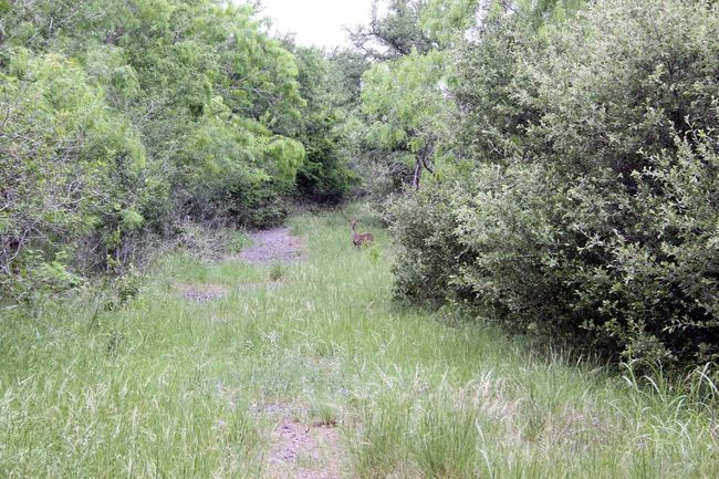 View of local wilderness | Image 9