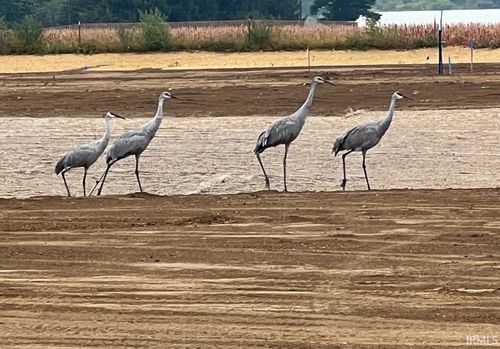 10996 Conrad Creek Ct, Spencerville, IN, 46788-9741 | Card Image