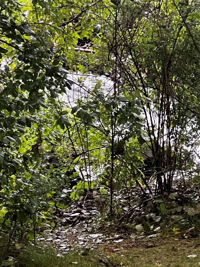 View of local wilderness | Image 35