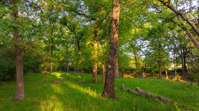 View of yard | Image 31