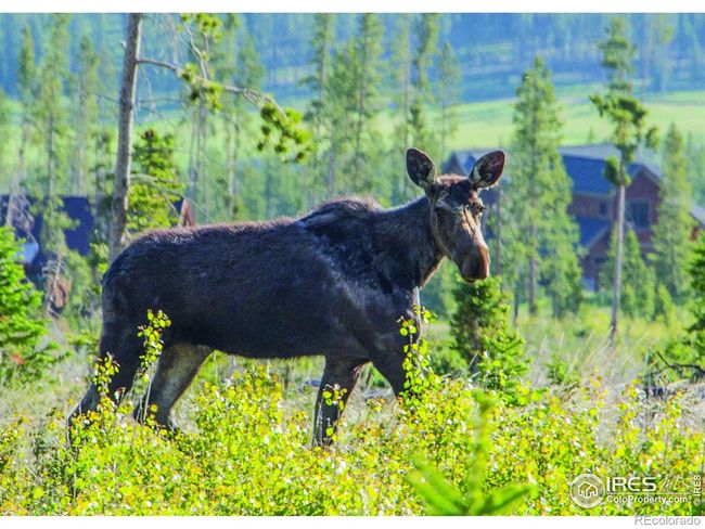 1630 Continental Peaks Cir, House other with 3 bedrooms, 3 bathrooms and 2 parking in Estes Park CO | Image 8