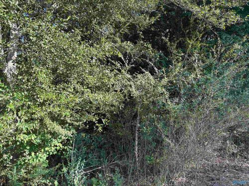 8 ACRES Ackers St Sw, Cullman, AL, 35055 | Card Image