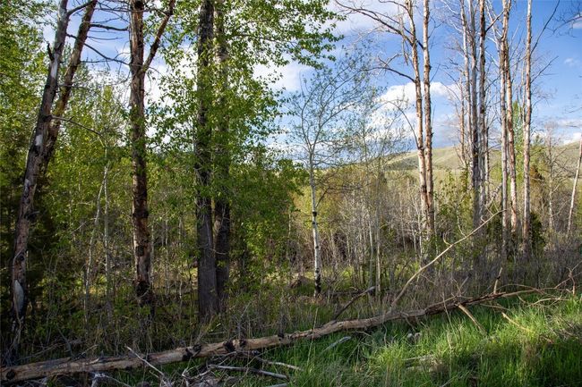 near creek | Image 6