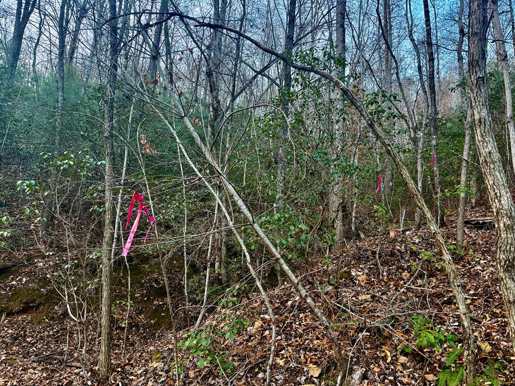 Land in Franklin 5