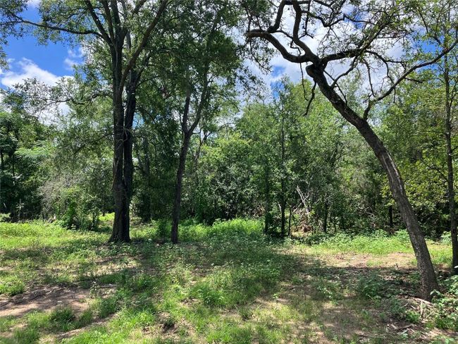 Property is secluded with mature native trees. | Image 19