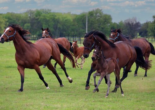 10399 Zipper Rd, Pilot Point, TX, 76258-6350 | Card Image