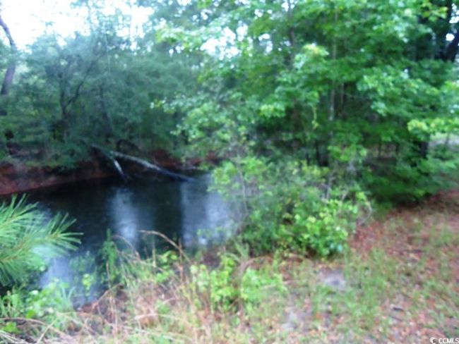 View of local wilderness | Image 8