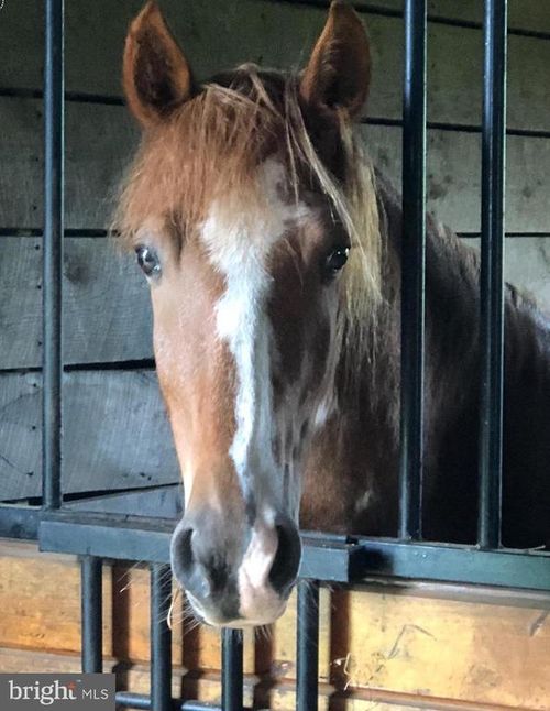 3959 Cobbler Mountain Rd, DELAPLANE, VA, 20144-2109 | Card Image