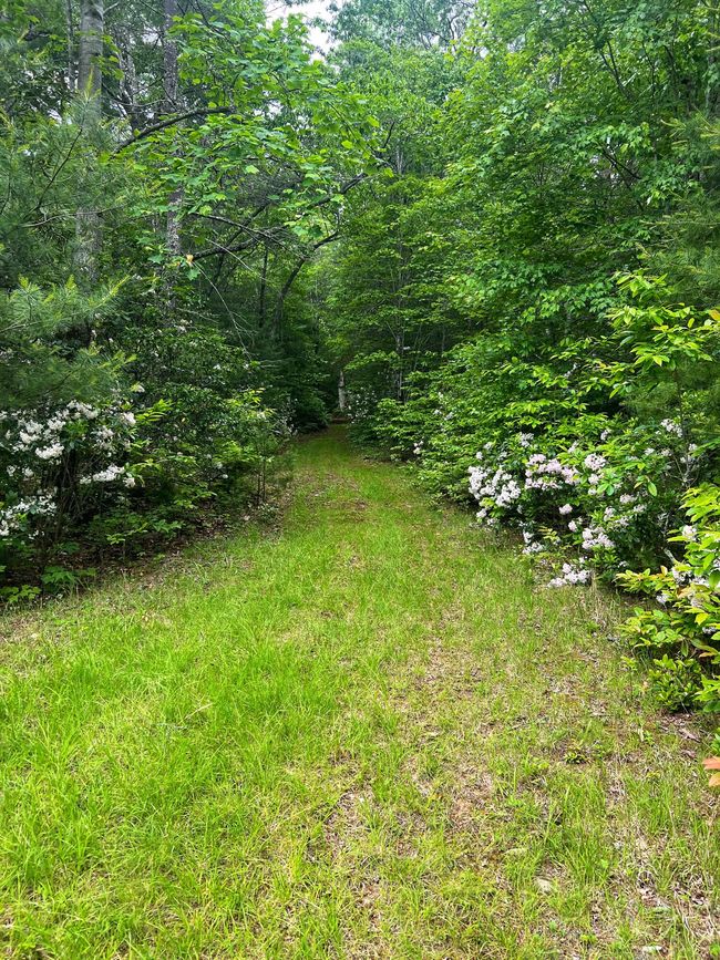 Tolley pic H | Image 36