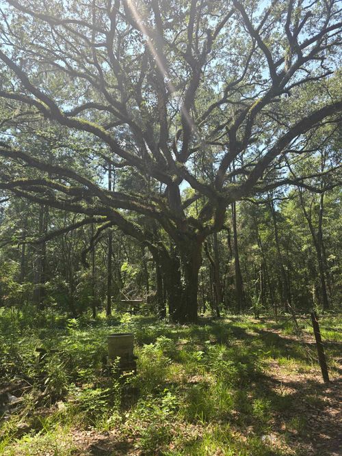 350 Tall Pine Dr, Havana, FL, 32333-5908 | Card Image