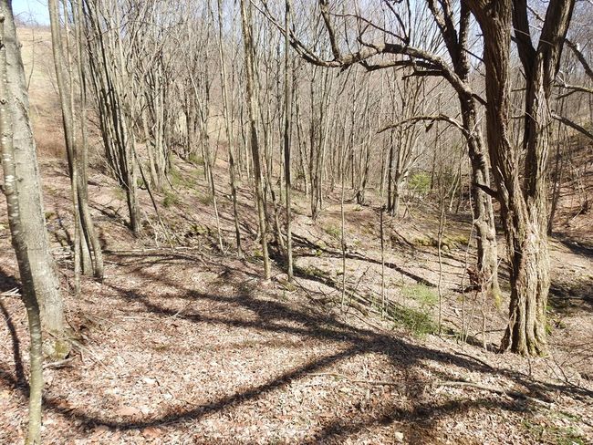 984 Cloverdale Rd, House other with 4 bedrooms, 1 bathrooms and null parking in Independence VA | Image 43