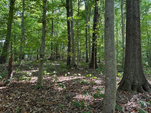 tract-12-albany-woods-0 Sr 684 Road, Albany, OH, 45710 | Card Image