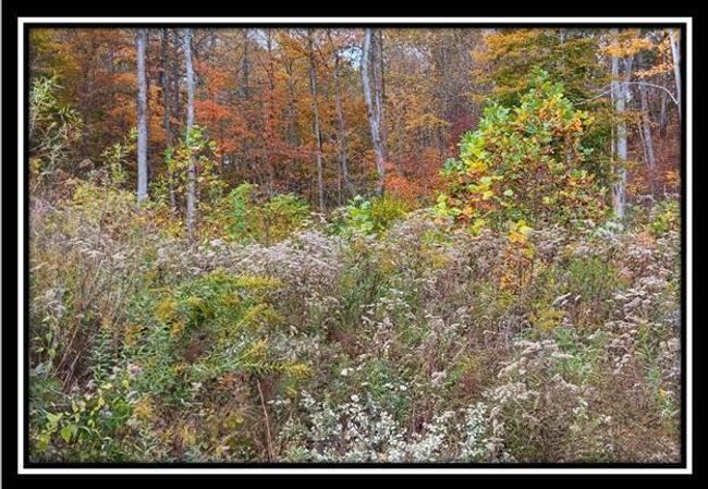 TRACT-1 - 34482 Huston Rd, Home with 0 bedrooms, 0 bathrooms and null parking in Radcliff OH | Image 14