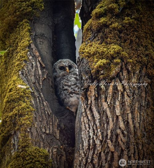 225 Dietz Dr, Quilcene, WA, 98376 | Card Image