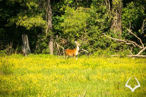 00 County Road 3253 E, Garrison, TX, 75946 | Card Image