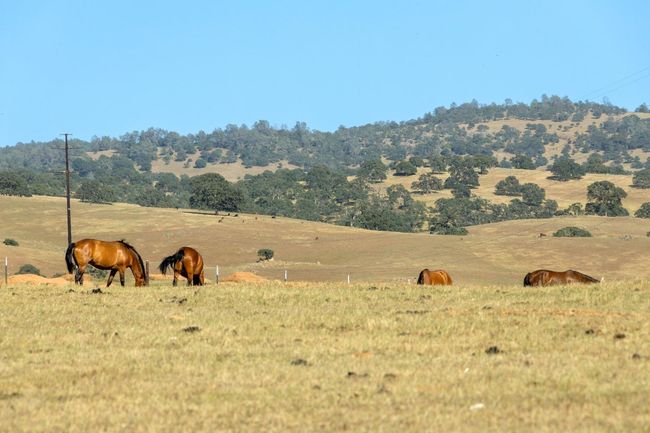 0 S Gulch Rd, Home with 0 bedrooms, 0 bathrooms and null parking in Valley Springs CA | Image 17