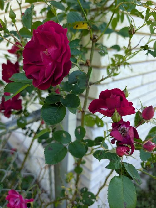 5000 Highway 100, Lyles, TN, 37098-1873 | Card Image