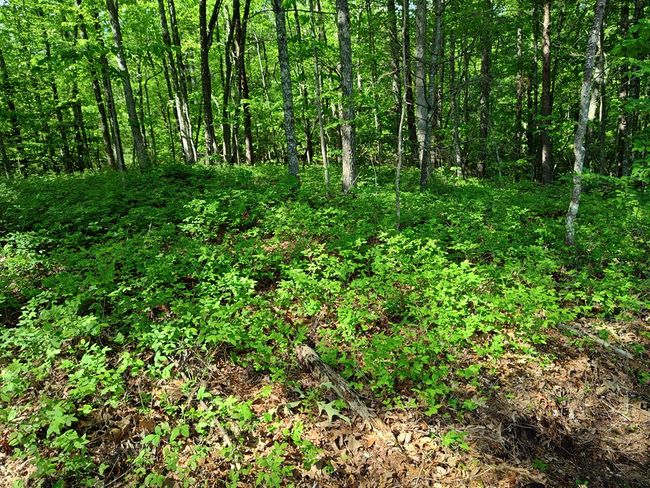 Lot 3 Megan Trace Ln, Home with 0 bedrooms, 0 bathrooms and null parking in Turtletown TN | Image 4