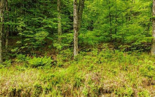 Lot 67 Camp Brook Road, Alstead, NH, 03602 | Card Image