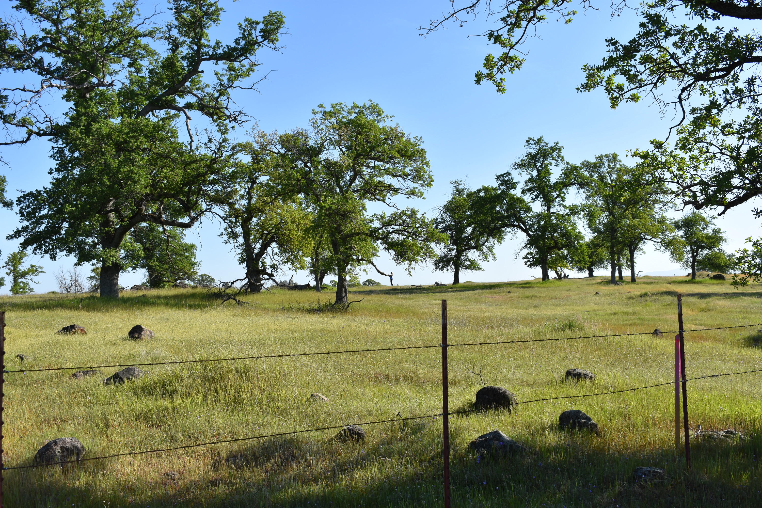 Land in Palo Cedro 5