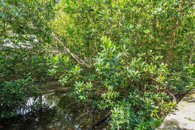 canal/mangroves | Image 62