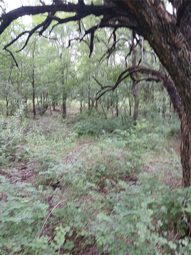 8112 Fm 2114, Home with 0 bedrooms, 0 bathrooms and null parking in Hubbard TX | Image 20