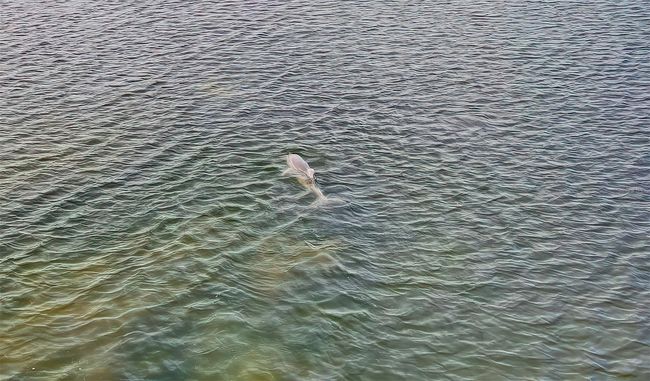 Dolphins right off the Dock | Image 76