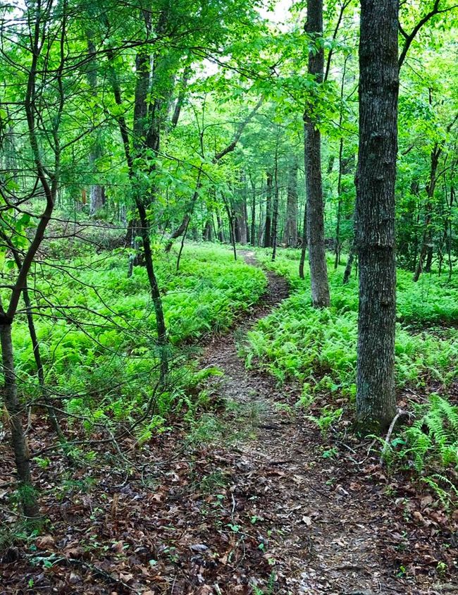 398 Dancing Trees Trl, Home with 3 bedrooms, 4 bathrooms and 1 parking in Morganton GA | Image 15