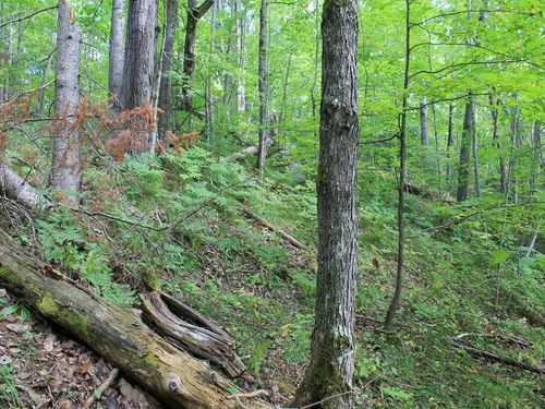 Lot 15 N Alpine Dr, Upson, WI, 54565 | Card Image