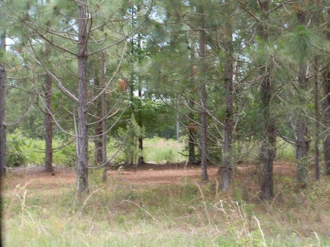 2231 Barts Rd, Home with 0 bedrooms, 0 bathrooms and null parking in Loris SC | Image 5