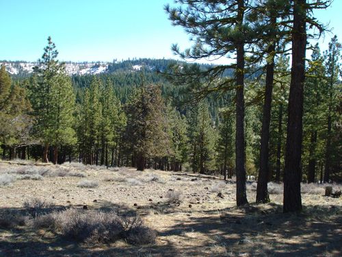 463 Quail Run, Portola, CA, 96122 | Card Image