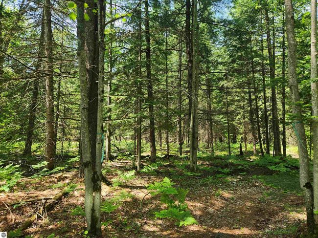 2867 Folks Rd Ne, Home with 0 bedrooms, 0 bathrooms and null parking in Kalkaska MI | Image 7