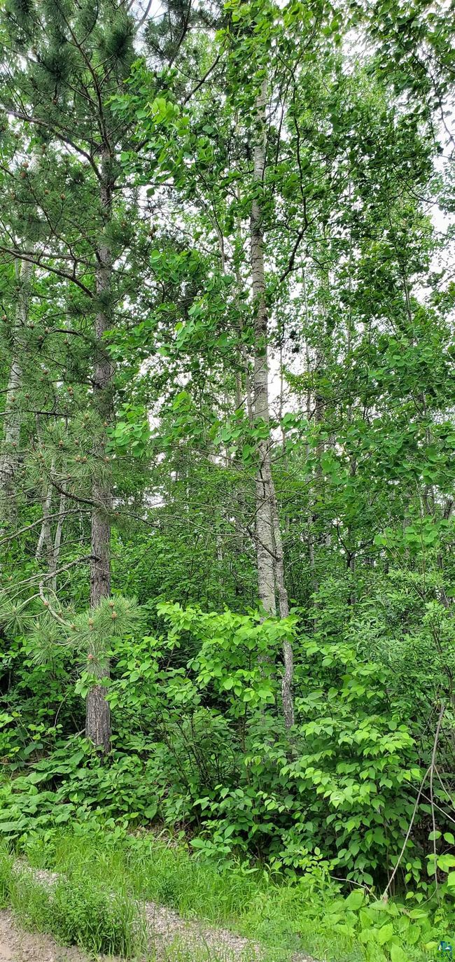 View of tree filled area | Image 4