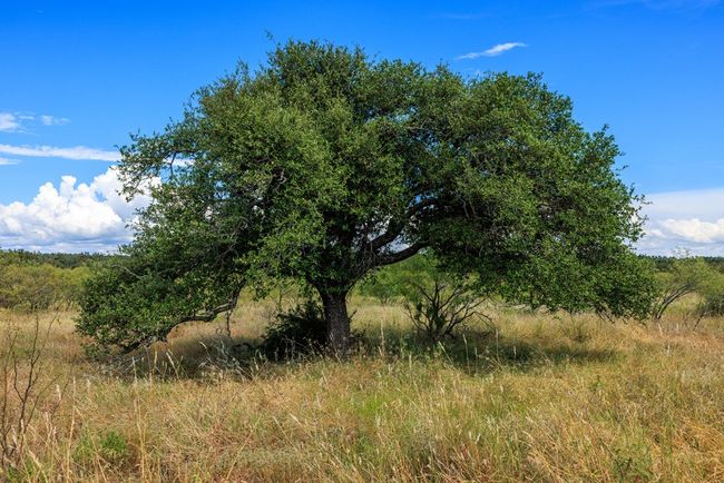 6 - 0 Ranch Road 1323, Home with 0 bedrooms, 0 bathrooms and null parking in Willow City TX | Image 19