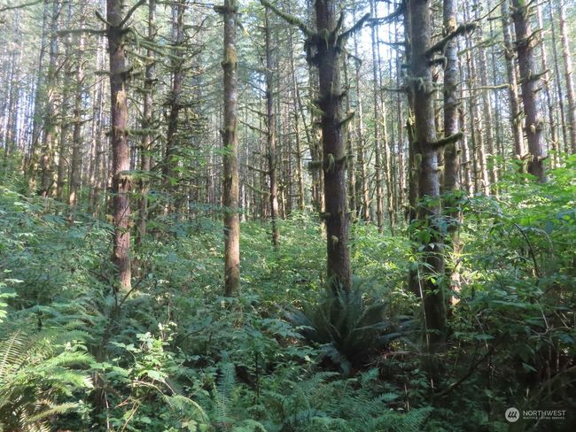 0 XXX State Route 4 W, Home with 0 bedrooms, 0 bathrooms and null parking in Grays River WA | Image 13