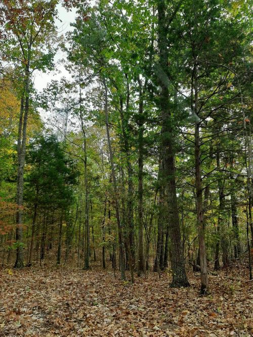 300 County Road 191, Waterloo, AL, 35677 | Card Image