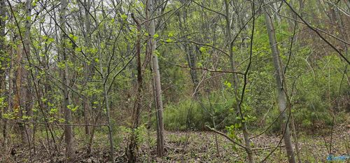 52179 Norman Dr, Attalla, AL, 35954 | Card Image