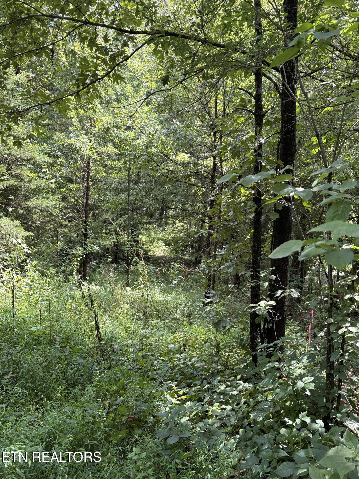 Land in Strawberry Plains 4