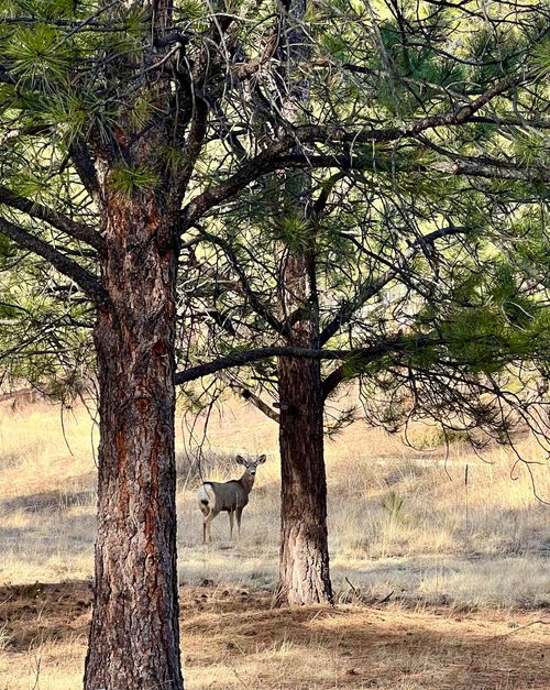 72 Back Basin Rd, Angel Fire, NM, 87710-8015 | Card Image