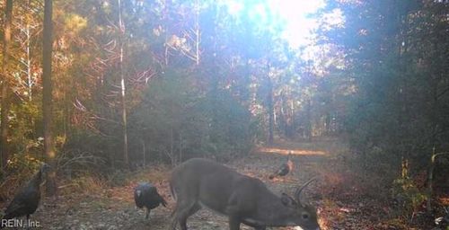 Lot 6 Fox Chase Dr, Dendron, VA, 23839-2439 | Card Image