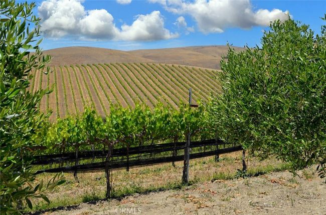 Beautiful Vineyard Views | Image 5