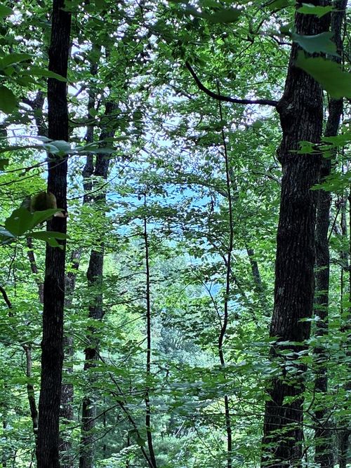 829 Morton Drive, Ellijay, GA, 30540 | Card Image